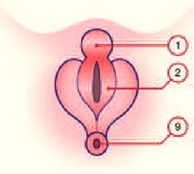 Figure 12 : organes génitaux féminins différenciés 10  ème  semaine.  Figure 13 : organes génitaux féminins différenciés 12  ème  semaine