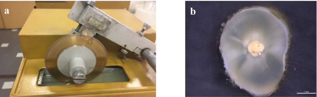Fig. 14 : a) Coupe d’un bloc de résine à l’aide de la micro-tronçonneuse IsoMet b) Observation au microscope optique  d’une coupe transversale de dent retro-obturée par du MTA Caps ®