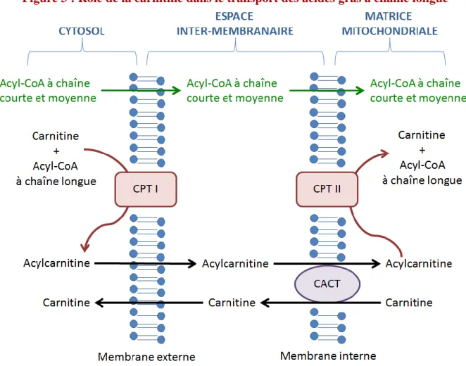Figure 3 : Rôle de la carnitine dans le transport des acides gras à chaîne longue 