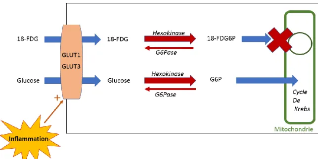 Figure 5 – schéma du transport intra-cellulaire du 18-DFG, comparé à celui du glucose non  marqué dans les cellules de l’inflammation