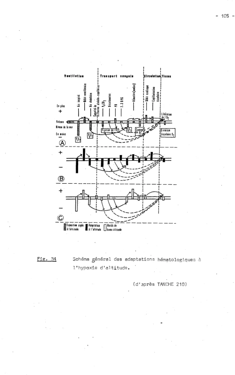 Fig.  34  .....  ,.  !c ln plu + Yll1111 li1111j111111 Il 11i11 + + 1 1 '  1 - 1  1 '::