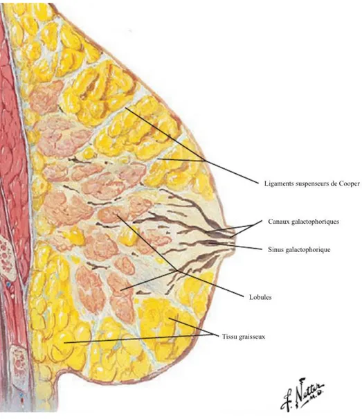 Figure 3 : Vue anatomie du sein dans le plan sagittal 