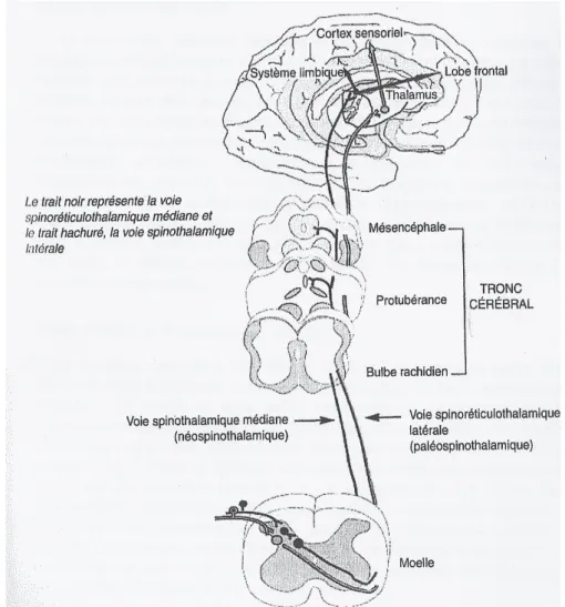 Figure 1 : Le circuit de la douleur d’après ANNEQUIN D. D’après La douleur de l’enfant