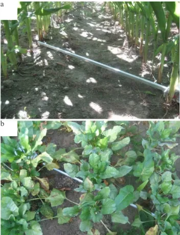 Fig. 4. Example of a below-canopy probe position in: a – a maize  crop and b – a beet crop.