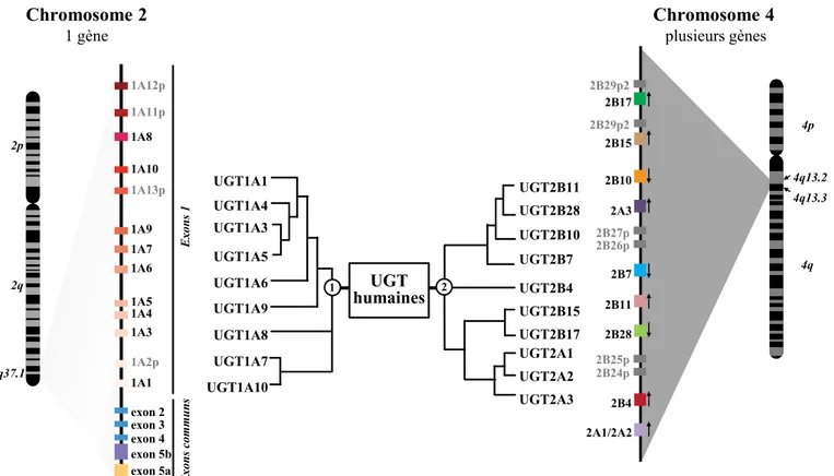 Figure 1. Organisation génomique des UGT humaines  Figure adaptée de (Guillemette et al
