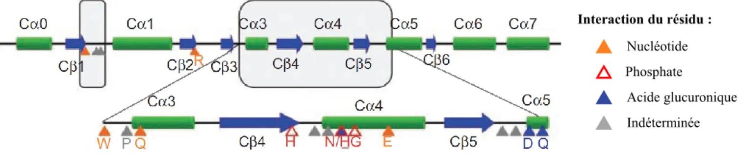 Figure 3. Structure secondaire de la région C-terminale d'UGT2B7 