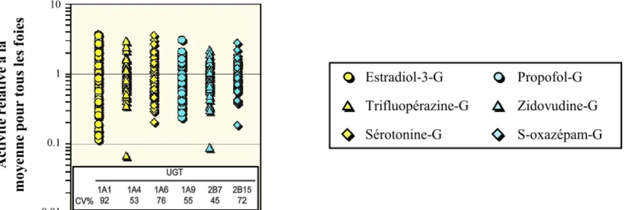 Figure 4. Variation dans l’activité de glucuronidation d'enzymes UGT au foie 