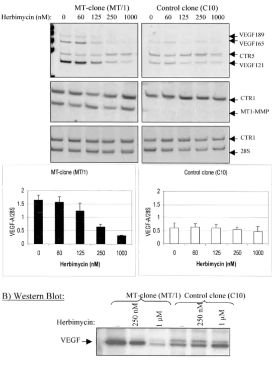 FIG. 6.  Effect of herbimycin A on VEGF up-regulation by  MT1-MMP.   