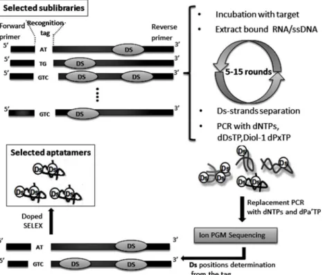 Fig. 4 Scheme of the SELEX procedure using hydrophobic unnatural base pair system for high-affinity DNA aptamer generation: The initial library is made of mixture of 22 different chemically synthesized DNA sublibraries, and each sublibrary contains 43 natu