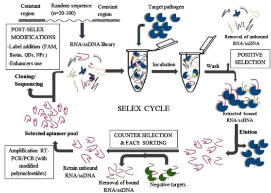 Fig. 2 Illustration of improved process of FACS-SELEX process for high affinity aptamers selection: Classic method: