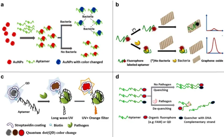 Fig. 3 Aptamer enhancers: Aptamer-functionalized gold nanoparticle (AuNP). AuNPs possess a strong surface plasmon resonance band, which has strong distance-dependent properties