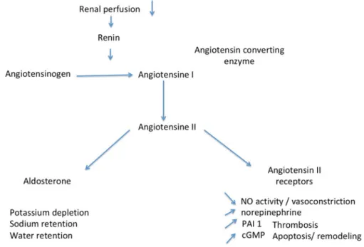 Figure 2. ACE is the first peptidase incriminated in the degradation of BK.