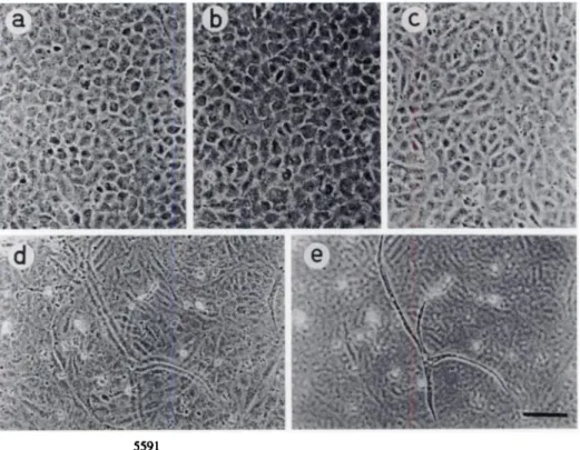 Fig. 1. Phase-contrast micrographs of HUVECs cul tured on a collagen gel for 8 days with unconditioned medium (Â«)and with medium conditioned by EF43.C (b)