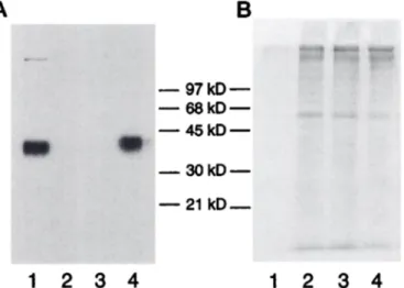Fig. 5. A. Western blot analysis of medium conditioned by EF43.C (Lanes 2), EF41.Fgf-3 (Lanes 3)