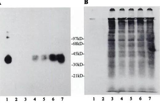 Fig. 7. A, Western blot analysis of medium con ditioned by EF43.C cultured without (Lanes 3} or with \0 (Lanes 4)