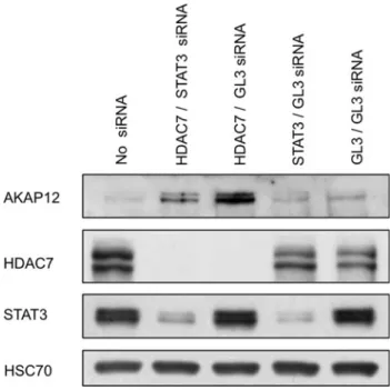 Fig. 7 a RT-qPCR screening of several STAT3 target genes known to be involved in angiogenesis