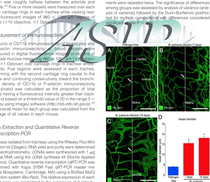 Figure 1. Vascular enlargement after M. pulmonis infection. A–C: Con- Con-focal microscopic images of blood vessels (green, PECAM-1) in tracheal whole mounts comparing capillaries in pathogen-free mouse (A, arrow) to enlarged, remodeled vessels (arrows) in