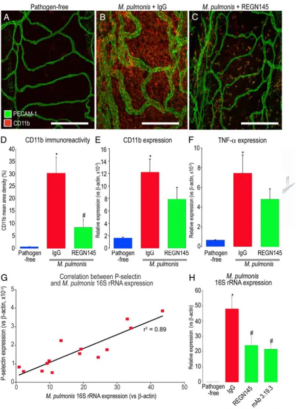 Figure 7. Reduction in leukocyte influx by Ang2 blockade during infection. A ⴚ C: Confocal micrographs of leukocytes (red, CD11b) and blood vessels (green, PECAM-1) in regions over cartilage in tracheal whole mount of pathogen-free mouse and mice with M