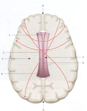 Figure 2 : Corps calleux (ablation de la partie supérieure des hémisphères cérébraux –  vue supérieure) [4] 