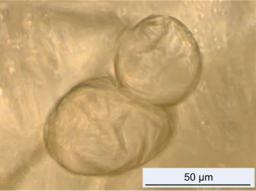 Abbildung 6.2: Lichtmikroskopische Aufnahme einer Mulmprobe aus dem technischen Sys- Sys-tem 1