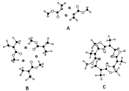 Fig. 2. Hypothetical structures for the aggregates of MiBLi: A: dimer; B:trimer; C: tetramer