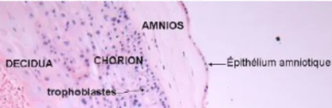 Figure 1 – Coupe microscopique des membranes amniotiques 