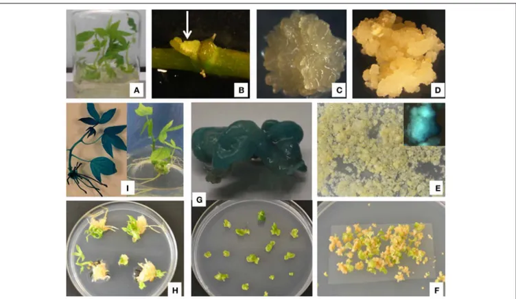 FIGURE 1 | Agrobacterium-mediated transformation of cassava cultivar Serere using FEC