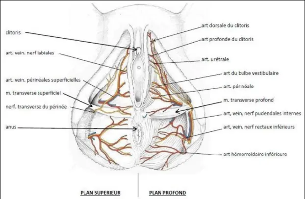 Figure 3 : Innervation et vascularisation du périnée 