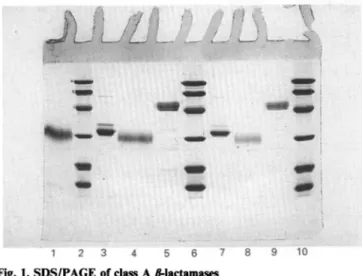 Fig. 1. SDS/PAGE of class A Ilactamases