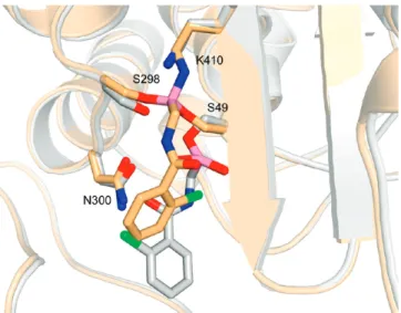 Figure 4. Overlap of monocovalent adduct (white) and tricovalent adduct (gold) of 4 with R39