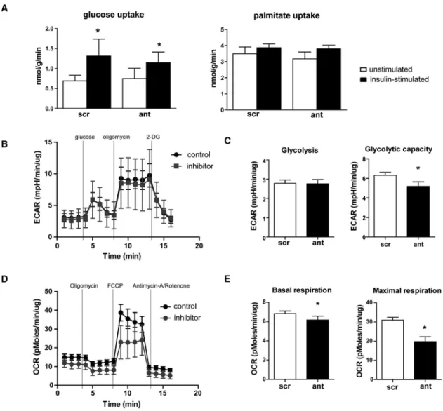 Figure 5. miR-103/107 Inhibition in Cardiomyocytes Decreases Mitochondrial Respiration