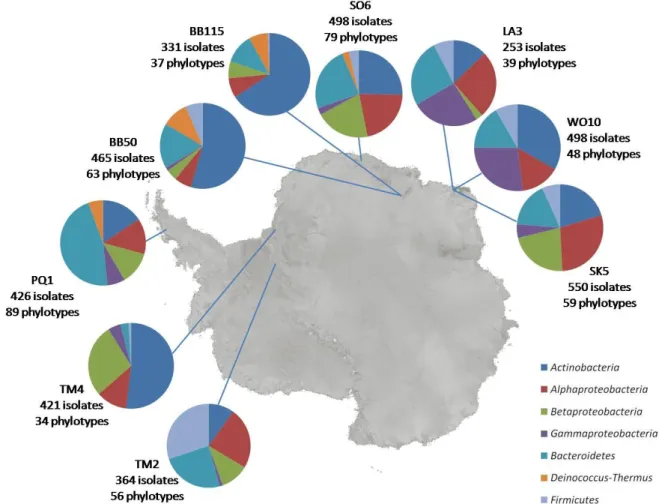 Fig. 4 Distribution of phylotypes over the different bacterial phyla or classes for the different  samples