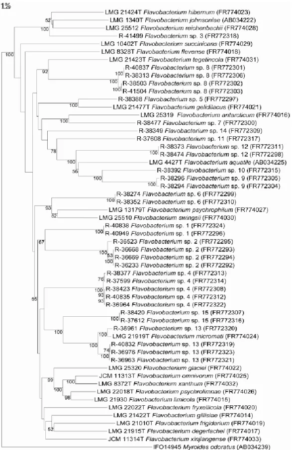 Fig.  5  Phylogenetic  tree  based  on  Neighbor  joining  analysis  of  the  gyrB  gene  sequences  (1006  bp  long)  of  Flavobacterium  isolates  and  closely  related  species