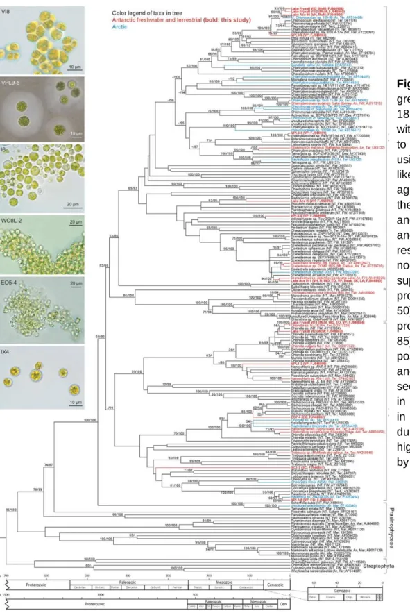 Figure 10: ML tree of the  green algae inferred from  18S  rDNA  sequences  with branch lengths fitted  to  a  molecular  clock  using  penalized  likelihood,  and  absolute  ages estimated by setting  the  split  of  Chlorophyta  and  Streptophyta  at  70