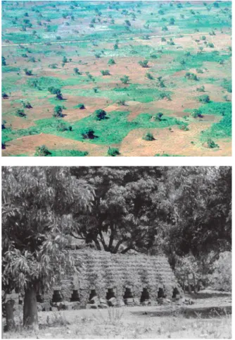 Figure 21. Exploitation en cours  d’une haute termitière, à l’arrière  plan, pour la production de briques  (© F