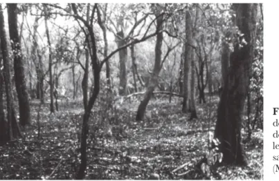 Figure 23. L’aspect  désolant d’une forêt claire  de type miombo après   le passage d’un feu en  saison sèche chaude   (Malaisse, 1997).