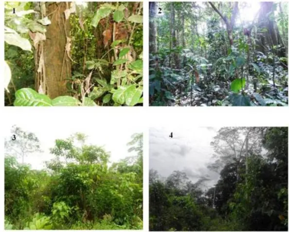 Fig. 2. Habitats explorés dans la Réserve Forestière de Masako (Kisangani, RDC) : Forêt à Gilbertiodendron dewevrei (1) ;  Forêt secondaire (2) ; Jachère (3) ; Zone de lisière jachère (à gauche) et forêt secondaire (à droite) (4)