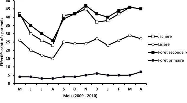 Fig. 3. Evolution mensuelle des captures (durant 12 mois) dans les 4 habitats étudiés de la Réserve Forestière de Masako  (Kisangani, République Démocratique du Congo) à l’aide de 4 grilles de capture (1 ha/grille ; 120 pièges/grille)