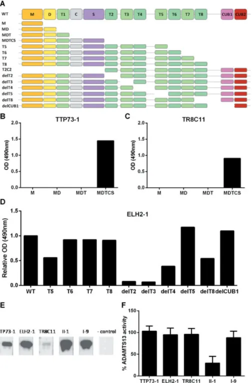 Fig. 2 The cloned anti-ADAMTS13 autoantibodies TTP73 – 1 and TR8C11 recognize the ADAMTS13 cysteine – spacer domains while ELH2 – 1 is directed against the T2 – T3 domains and none of the autoantibodies inhibit ADAMTS13 activity