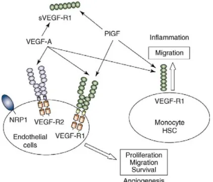Figure 1:  VEGF pathway. VEGF-R1 and VEGF-R2 are expressed on the cell surface of blood endothelial cells, whereas VEGF-R1 is  expressed by monocytes and their progenitors (hematopoietic stem cells indicated by HSC)