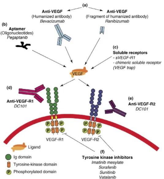 Figure 2:  Anti-VEGF strategies currently used. Inhibition of VEGF signaling can be achieved with extracellular or intracellular  inhibitors: (a) Monoclonal antibodies that target VEGF-A; (b) Oligonucleotides (aptamers) that bind the heparin-binding domain