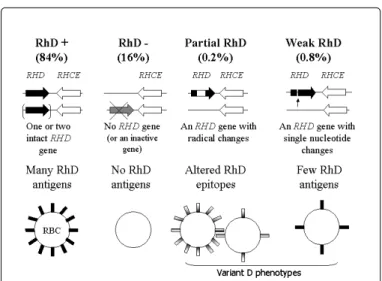 Figure  1:  The  genetic  background  for  different  RhD  types (simplified).  D  negative  Caucasians  most  often  have  a  complete RHD gene deletion, but Africans and Asians have often an inactive RHD