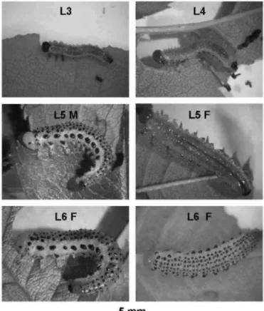 Fig. 1. A. pagana larvae at different instars (L3-L6) on rose leaflets. Note that the body appearance at L5 can  differ between male (M) and female (F) and that L6 individuals are always females
