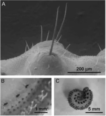 Fig.  2.  Pubescence  of  A. pagana.  (A)  Bristles  on  the  dorso-abdominal part  of  a  larva, by  SEM;  their  mode of  insertion and the absence of an aperture on their surface denote their function as mechanoreceptors