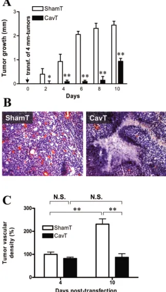 Figure 2. Caveolin transfection leads to an early decrease in tumor blood flow through an alteration in NO signaling.