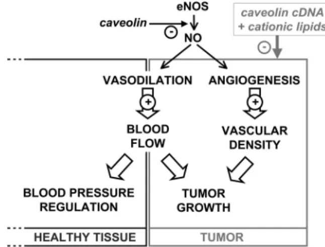 Figure 3. Schematic diagram. Major NO-mediated signaling pathways in tumors (right) and healthy surrounding tissue (left)