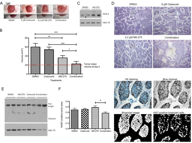 Figure 9. Effect of HDAC and COX-2 co-inhibition on BxPC-3 tumor growth on CAM. (A) Macroscopic pictures were obtained at the same magnification from bottom and side view