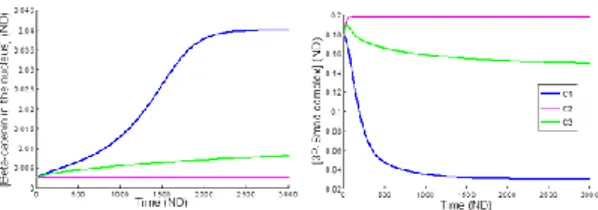 Figure  2  shows  the  evolution  of  the  end  points of Wnt  (β-catenin) and BMP (P-Smad)  pathways  for  three  different  conditions: 