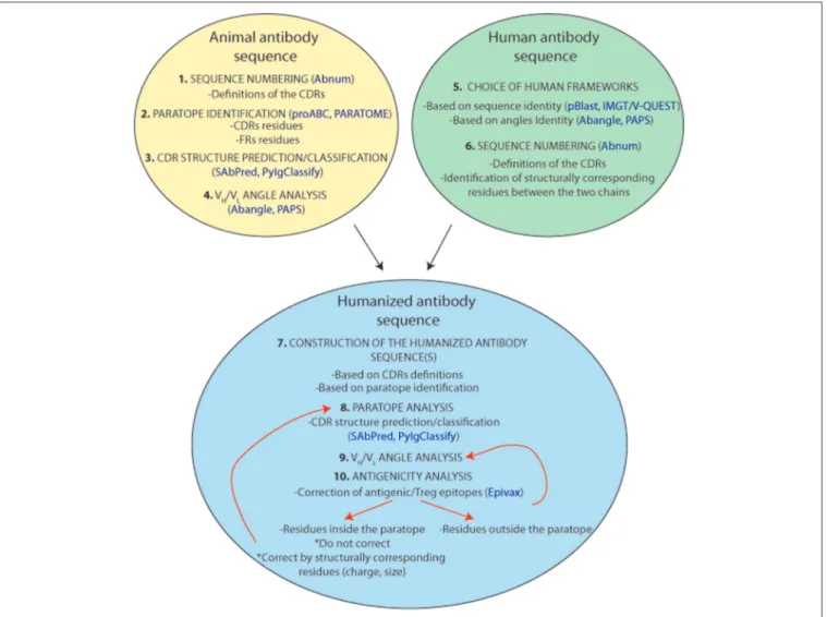 FIGURE 8 | Representation of a standardized humanization protocol. Prediction tools are indicated in blue.