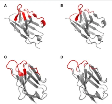 FIGURE 3 | Representation of the “two-span-bridge” conformation of CDRL1 present in the 2fb4 antibody structure